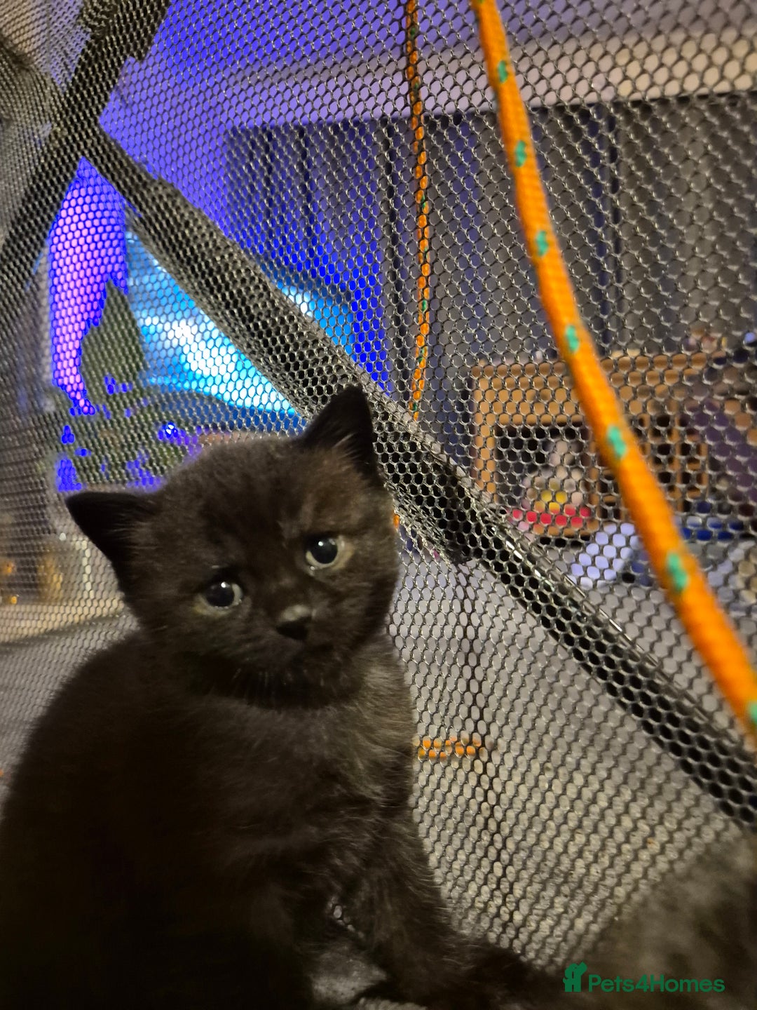 Brazilian Shorthair cats for sale: Kittens  - Image 12