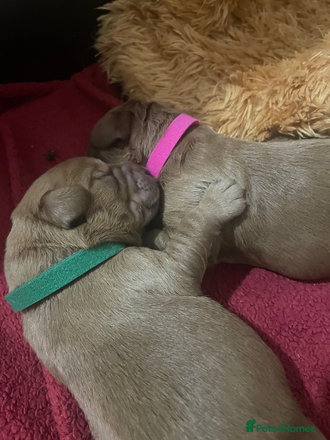 Labradoodle dogs for sale: Miniature Labradoodle’s  - Advert 4