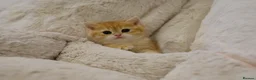 British Shorthair cats for sale: BSH Golden boys TICA Reg  - Advert 35
