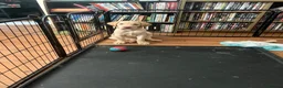 Labrador Retriever dogs for sale: Gorgeous Labrador Puppies, ready for forever homes - Advert 32