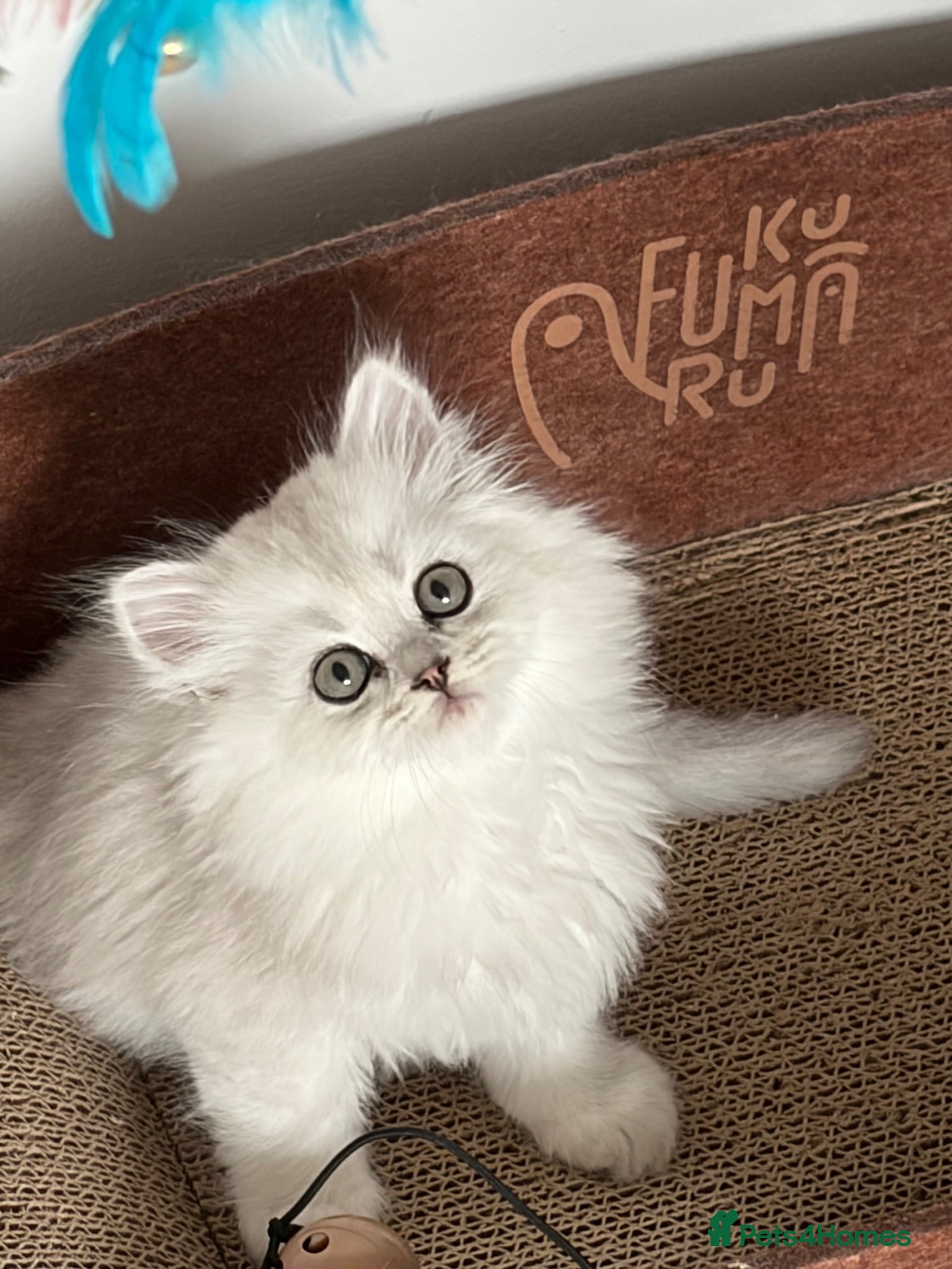 Persian cats Persian Kittens  - Advert 1