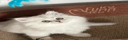 Persian cats for sale: Persian Kittens  - Advert 8