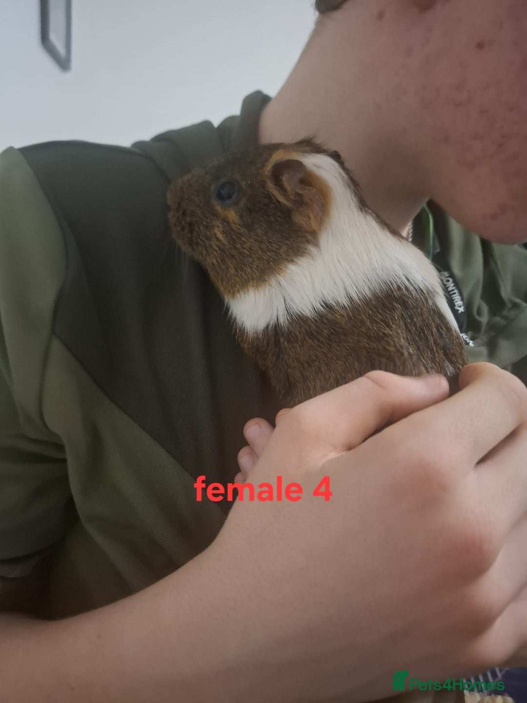 Guinea Pig rodents for sale: 13 guinea pigs mixed breed - Advert 17