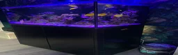 Shrimps fish for sale: Saltwater Marine Fish, complete set up - Advert 10