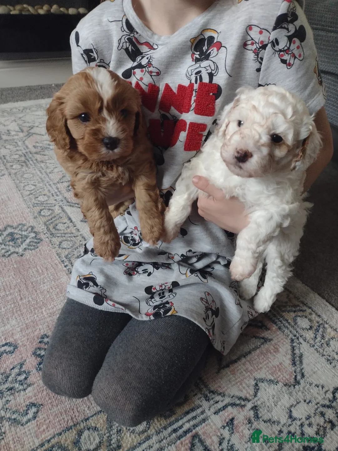 Cavapoo dogs for stud: Proven Toy Cavapoo Stud Extensively Health Checked in Preston - Advert 25