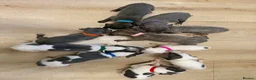 Whippet dogs for sale: STUNNING BLUE KC WHIPPETS in Houghton le Spring - Advert 15