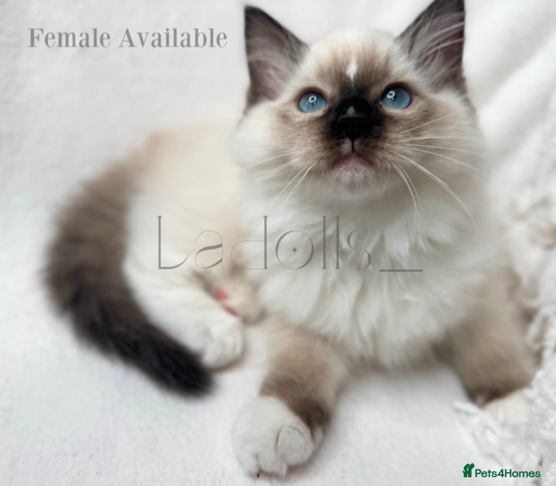 Ragdoll cats for sale: One beautiful female Available, ready to go 🐾 - Advert 1
