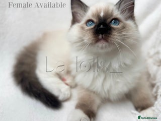 Ragdoll cats One beautiful female Available, ready to go 🐾 - Advert 7