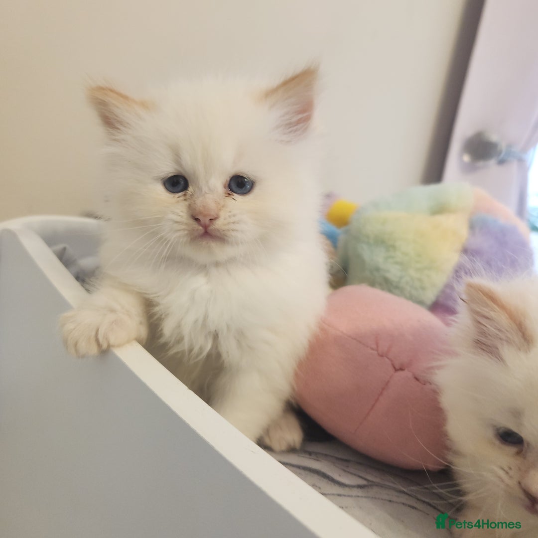 Ragdoll cats for sale: Ragdoll cross persain  - Image 2