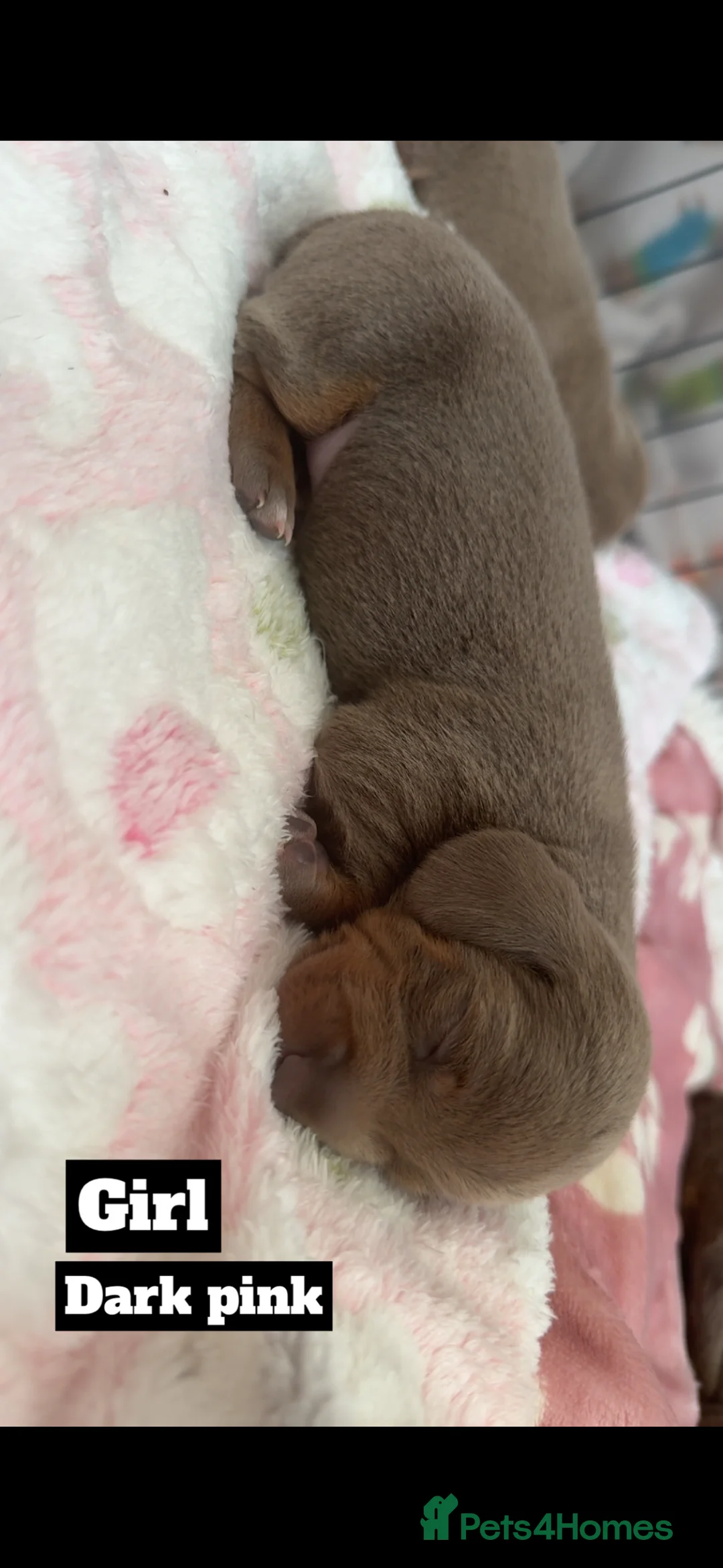 Miniature Dachshund dogs for sale: Short&Longhaired Miniature dachshund pups❤️ - Advert 1