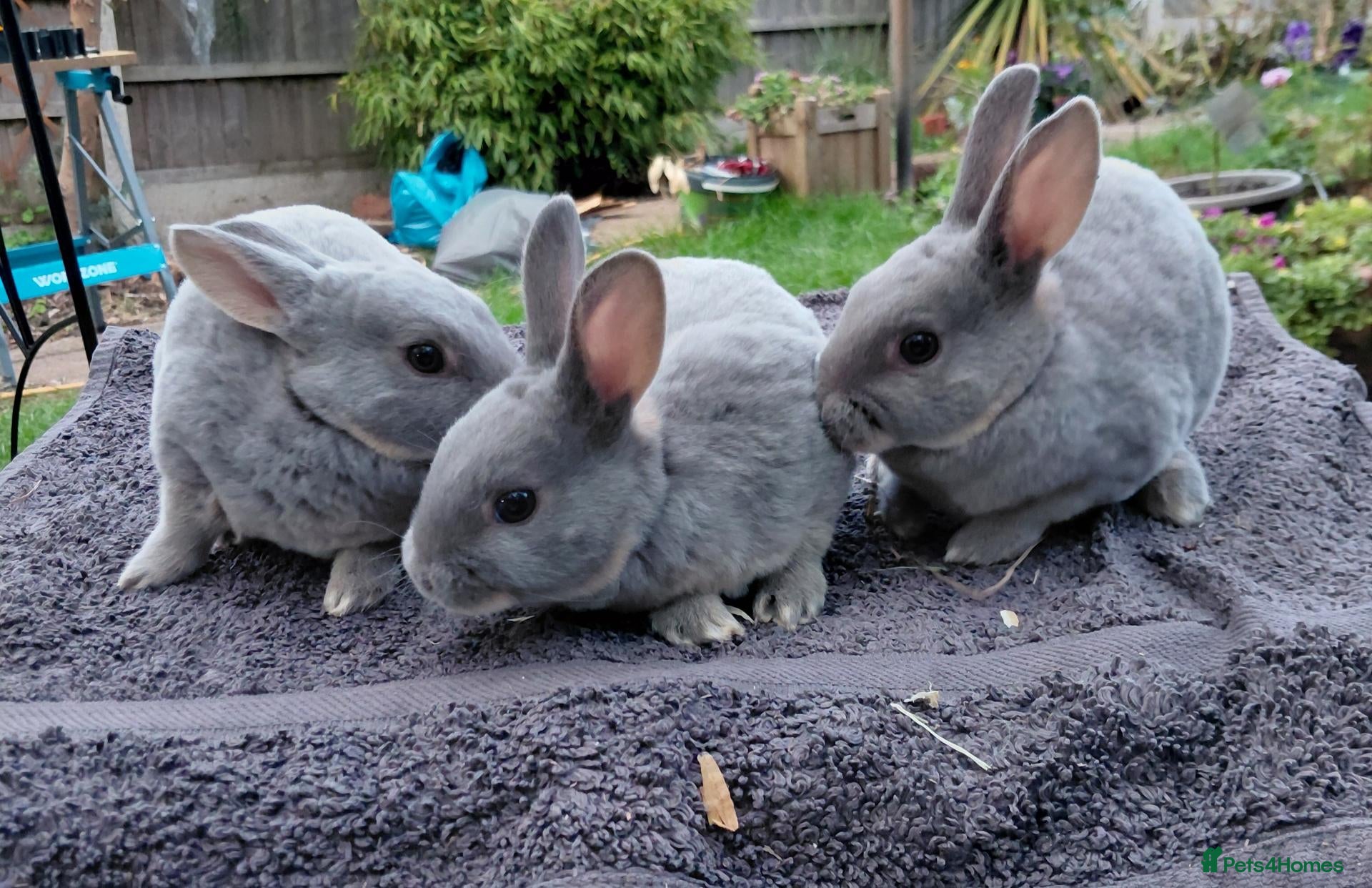 Rex rabbits Beautiful rex babies  - Advert 4