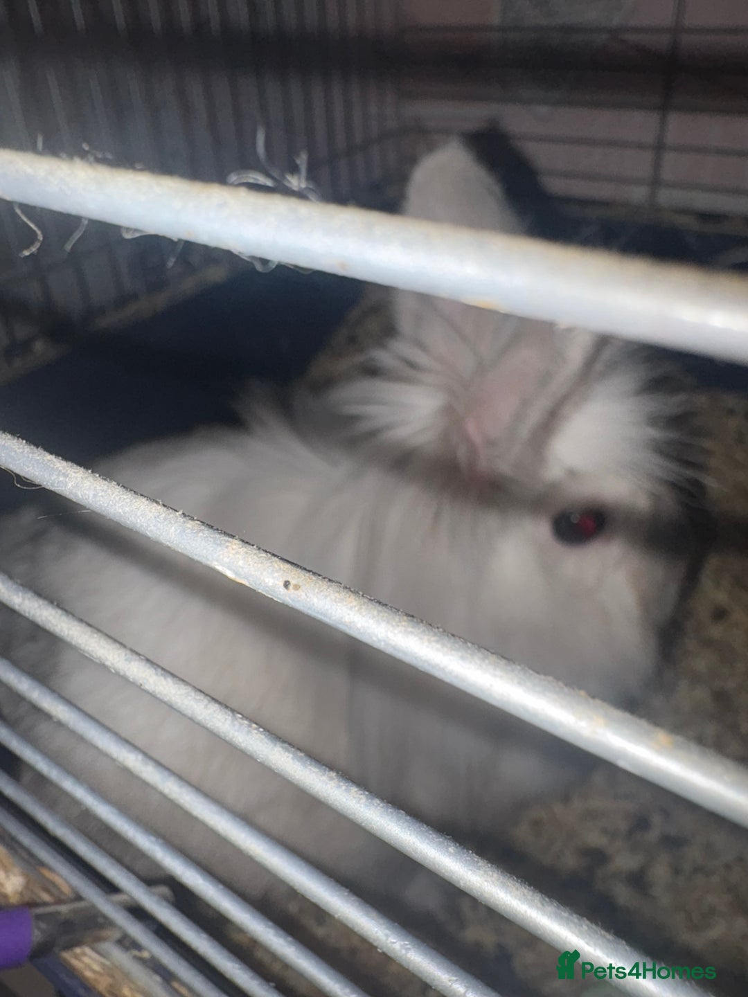 Mini Lion Lop rabbits for sale: 2 x 18 month dwarf lion heads available rabbits  - Image 2