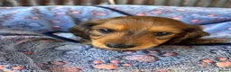 Dachshund dogs for sale: Dutch hound Puppys for sale - Advert 6