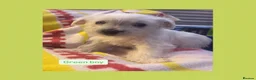 West Highland Terrier dogs for sale: West highland terriers - Advert 6