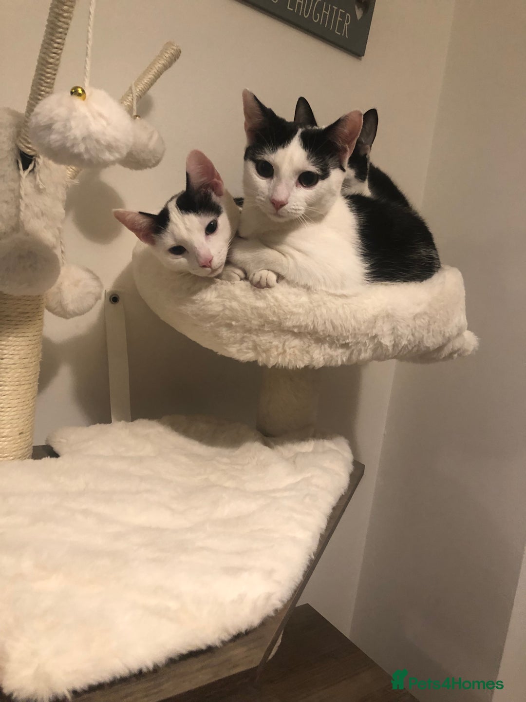 European cats for sale: 2 adorable female kittens 16 weeks  - Image 3