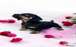 Miniature Dachshund dogs for sale: Miniature Smooth Dachshund Puppies  - Image 8