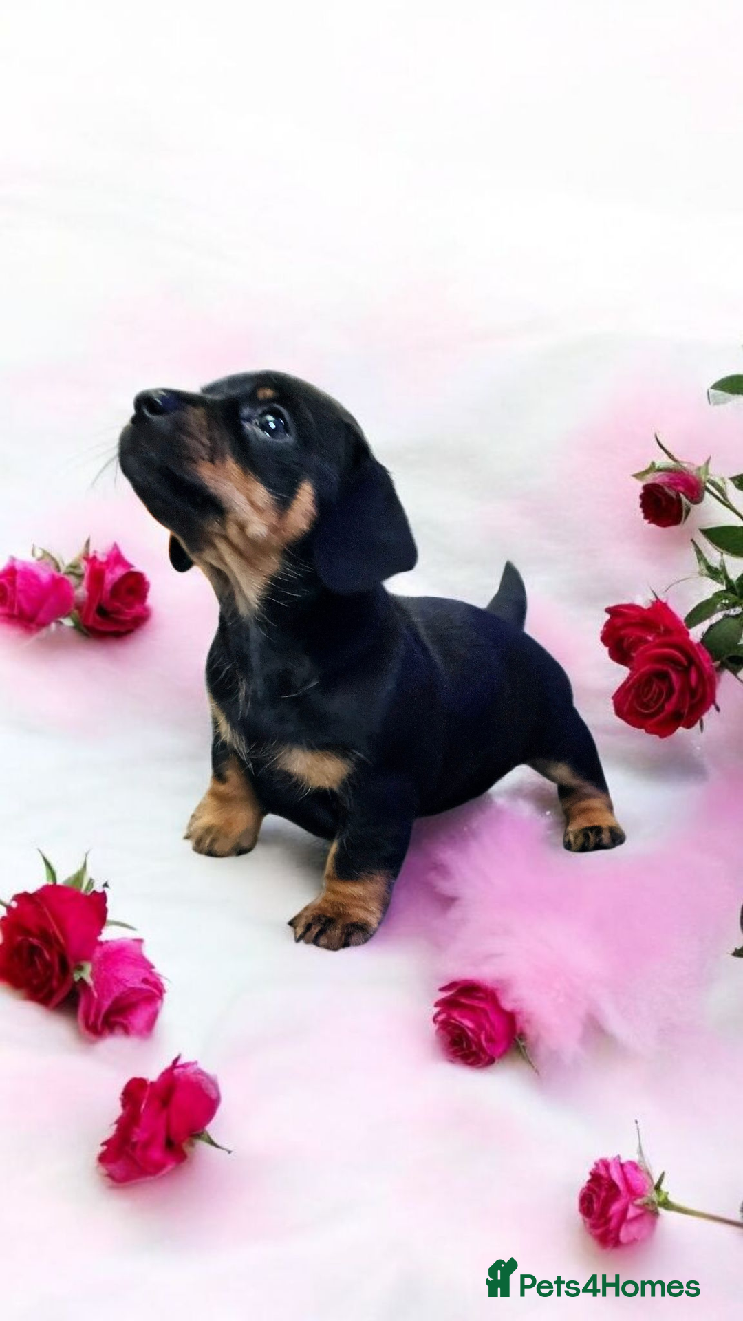 Miniature Dachshund dogs for sale: Miniature Smooth Dachshund Puppies  - Image 8