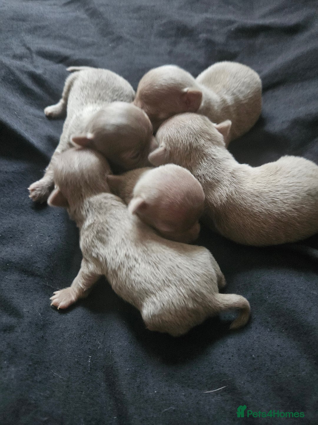 Chihuahua dogs for sale: Kc lilac small chihuahua  - Image 7