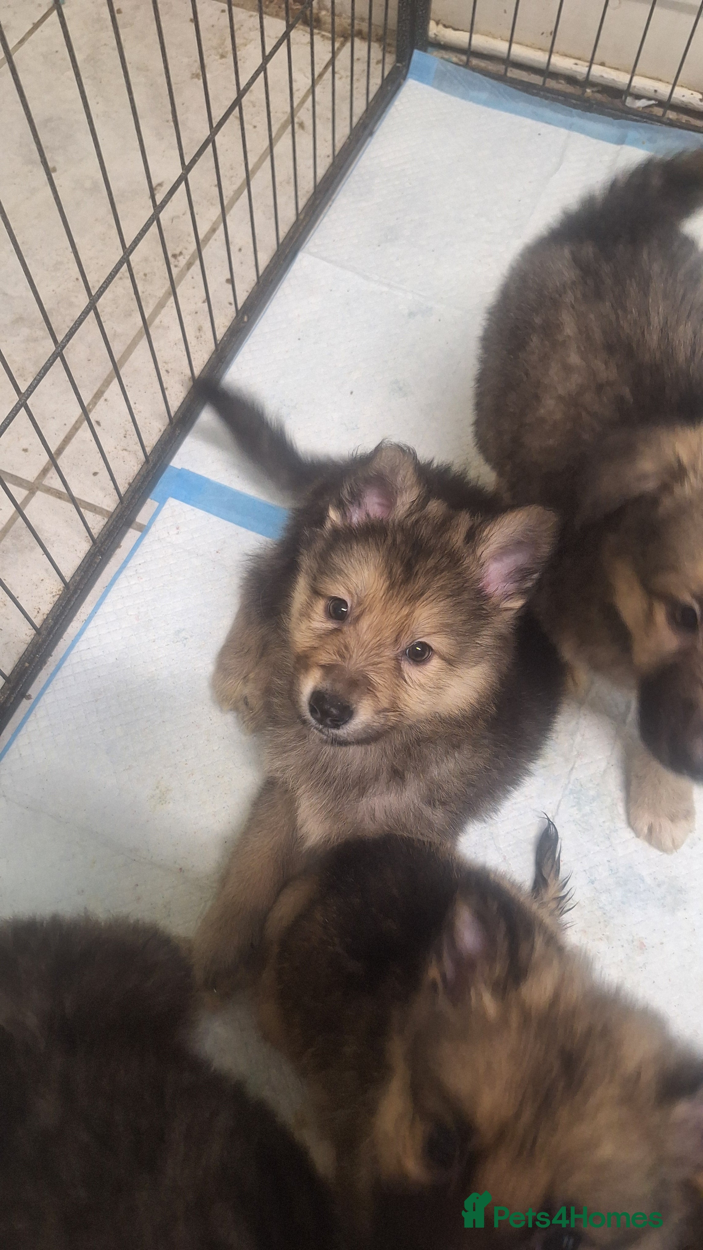 Mixed Breed dogs Shollie Pups - Advert 2