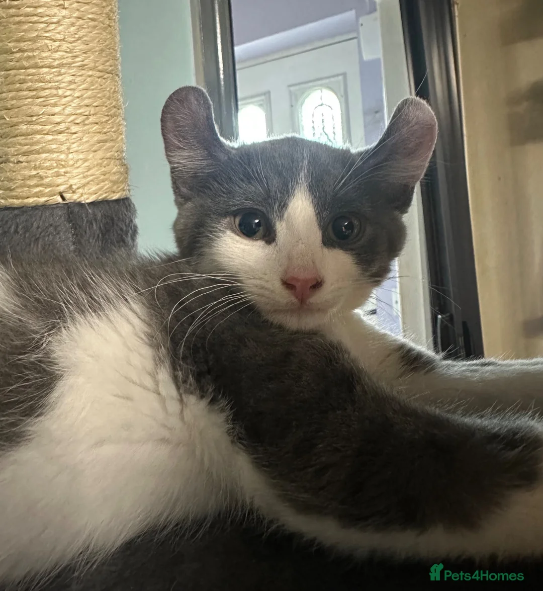 Mixed Breed cats for sale: Last gorgeous girl!! Ready to leave now  - Advert 2