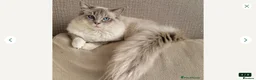 Ragdoll cats for sale: GCCF Ragdoll kittens. Lynx, Blue point. in Basingstoke - Advert 24