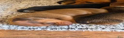 Miniature Dachshund dogs for sale: 5 gorgeous mini daxies  - Advert 3