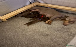 Miniature Dachshund dogs for sale: Miniature dachshund puppies  - Advert 23