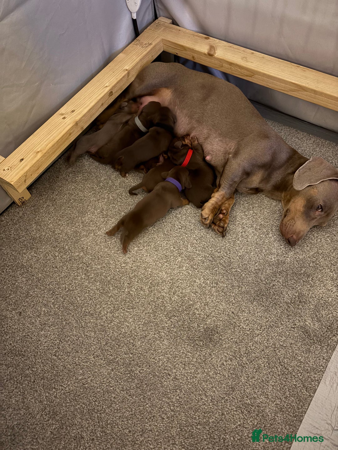 Miniature Dachshund dogs for sale: Miniature dachshund puppies  - Advert 23