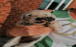 Golden Retriever dogs for sale: Championship line KC Golden Retriever puppies - Image 28