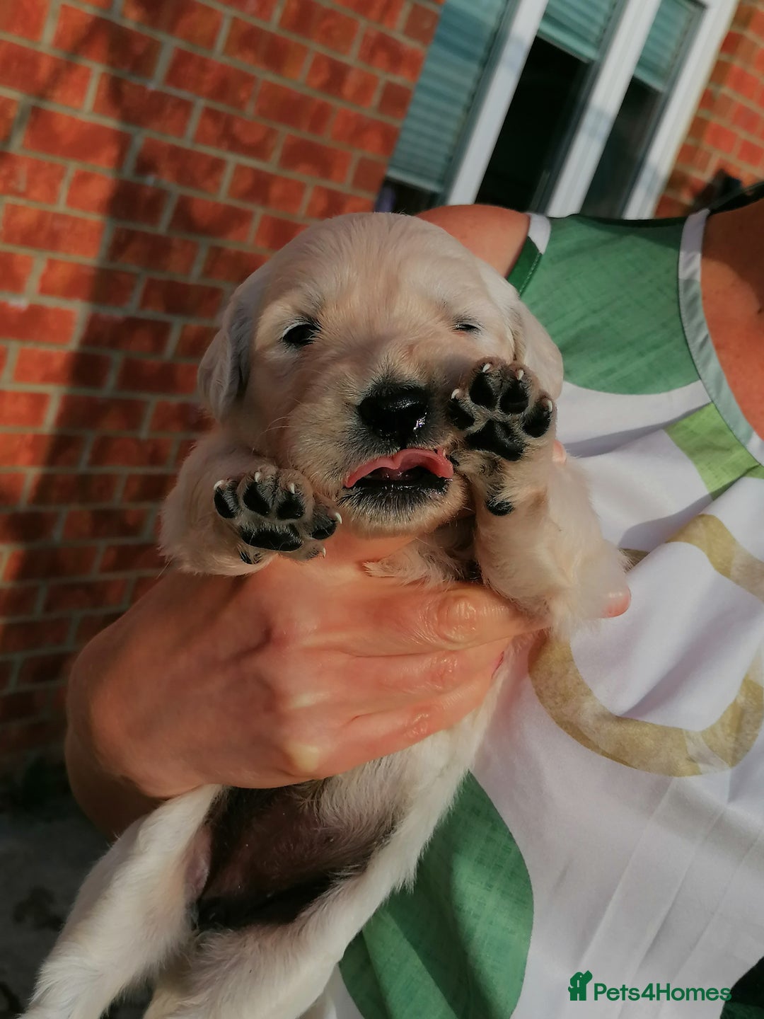 Golden Retriever dogs for sale: Championship line KC Golden Retriever puppies - Image 28
