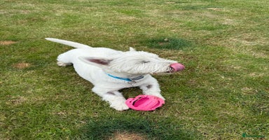 West Highland Terrier dogs - Advert 15