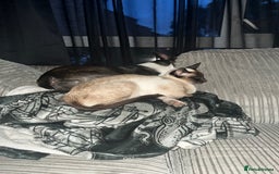 Siamese cats for sale: Siamese cat 1year old  - Image 3