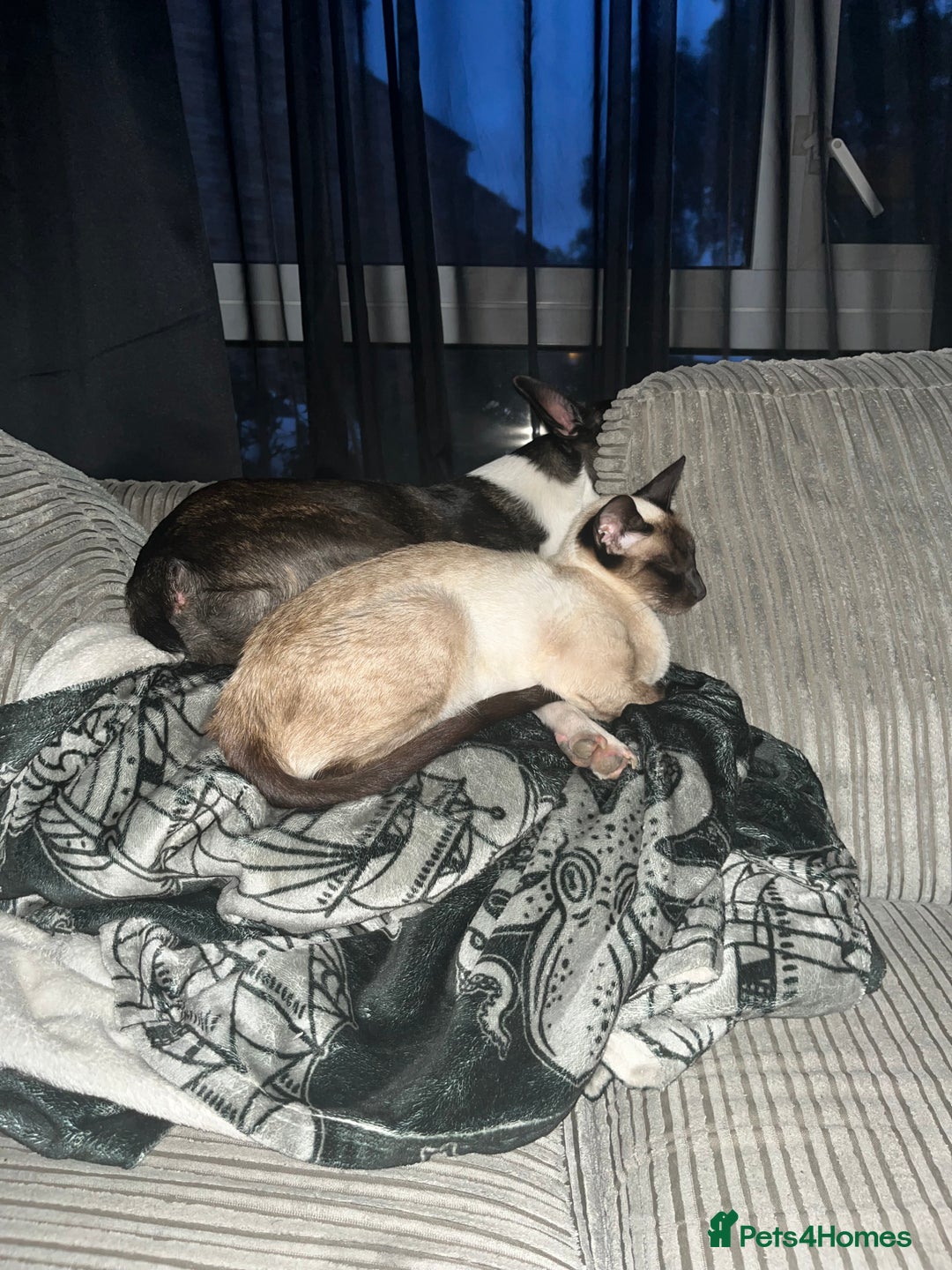 Siamese cats for sale: Siamese cat 1year old  - Image 3