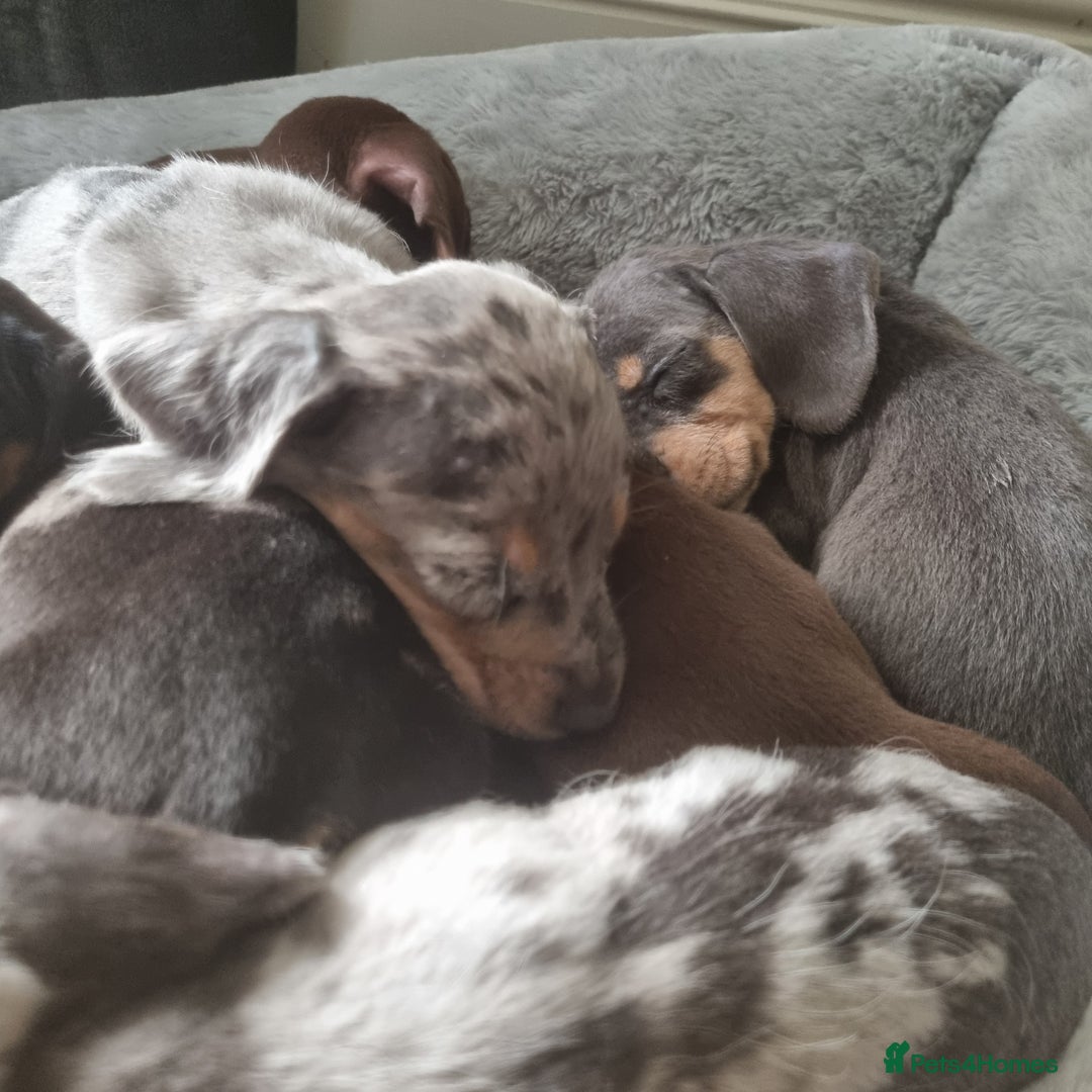 Dachshund dogs for sale: Beautiful minature daschunds  - Image 3
