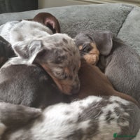 Dachshund dogs - Advert 4