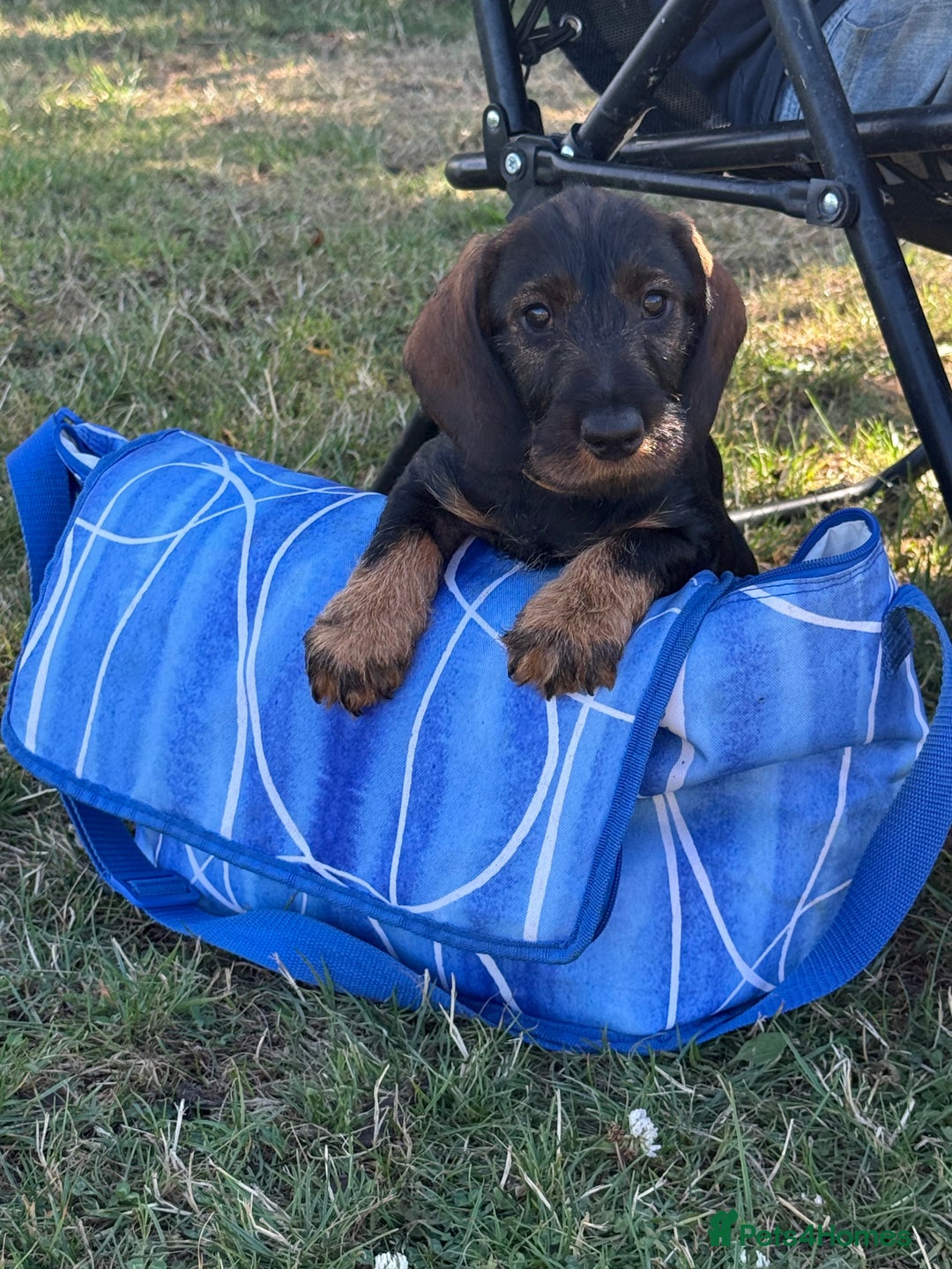 Dachshund dogs for sale: Standard Wire Haired Dachshunds  - Image 2