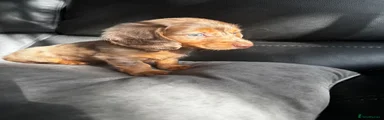 Miniature Dachshund 1