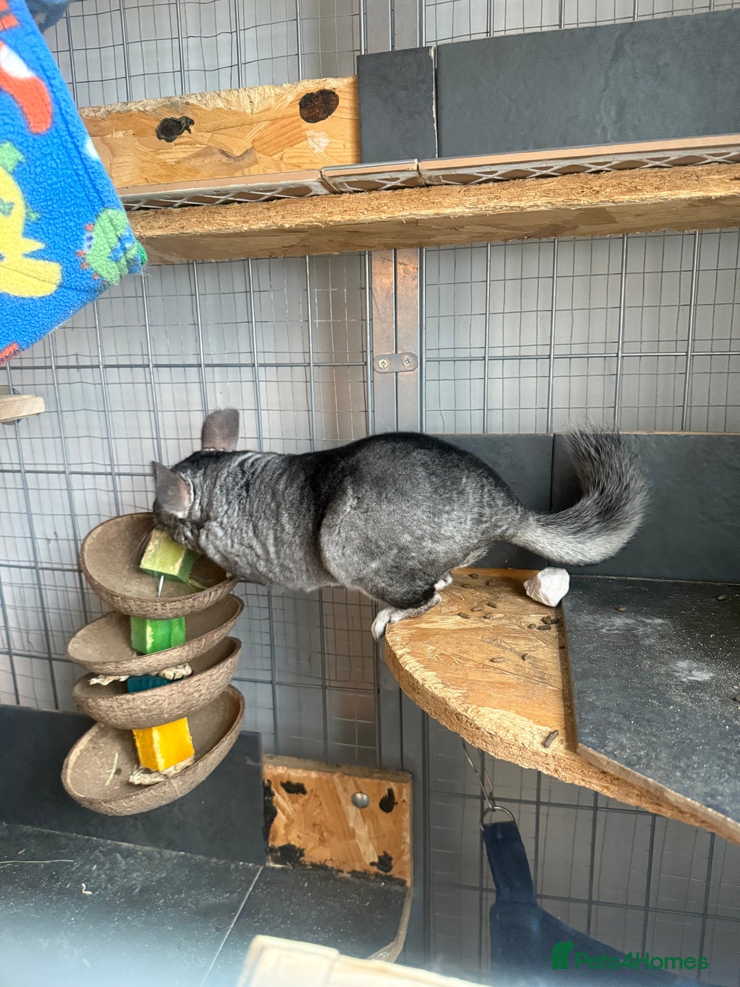 Chinchilla rodents for sale: 3 Chinchillas (family) - Image 6