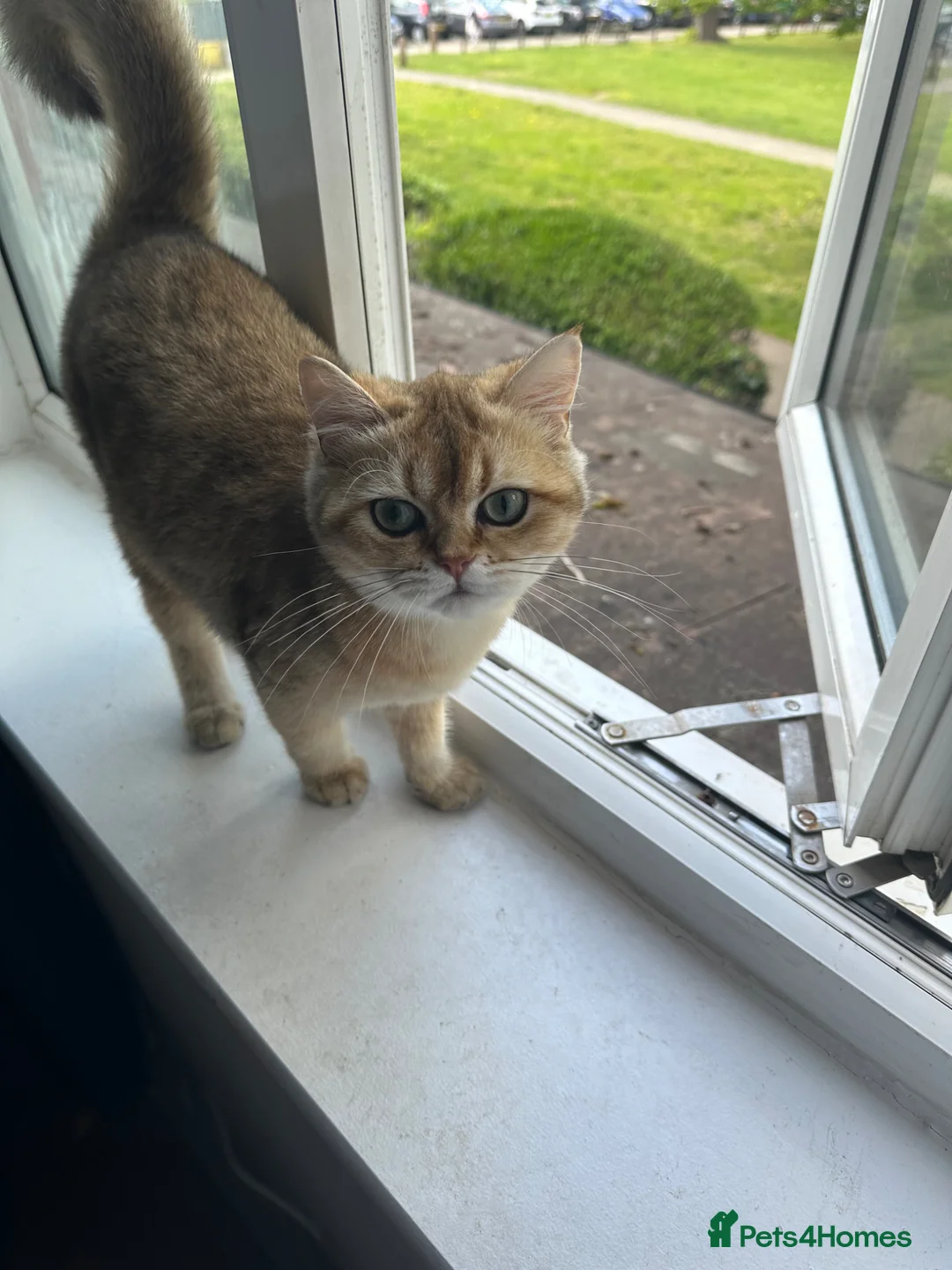 British Shorthair cats for sale: Golden Shaded British shorthair NY11 - Advert 2