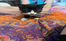 Mixed Breed cats for sale: Kittens  - Image 14