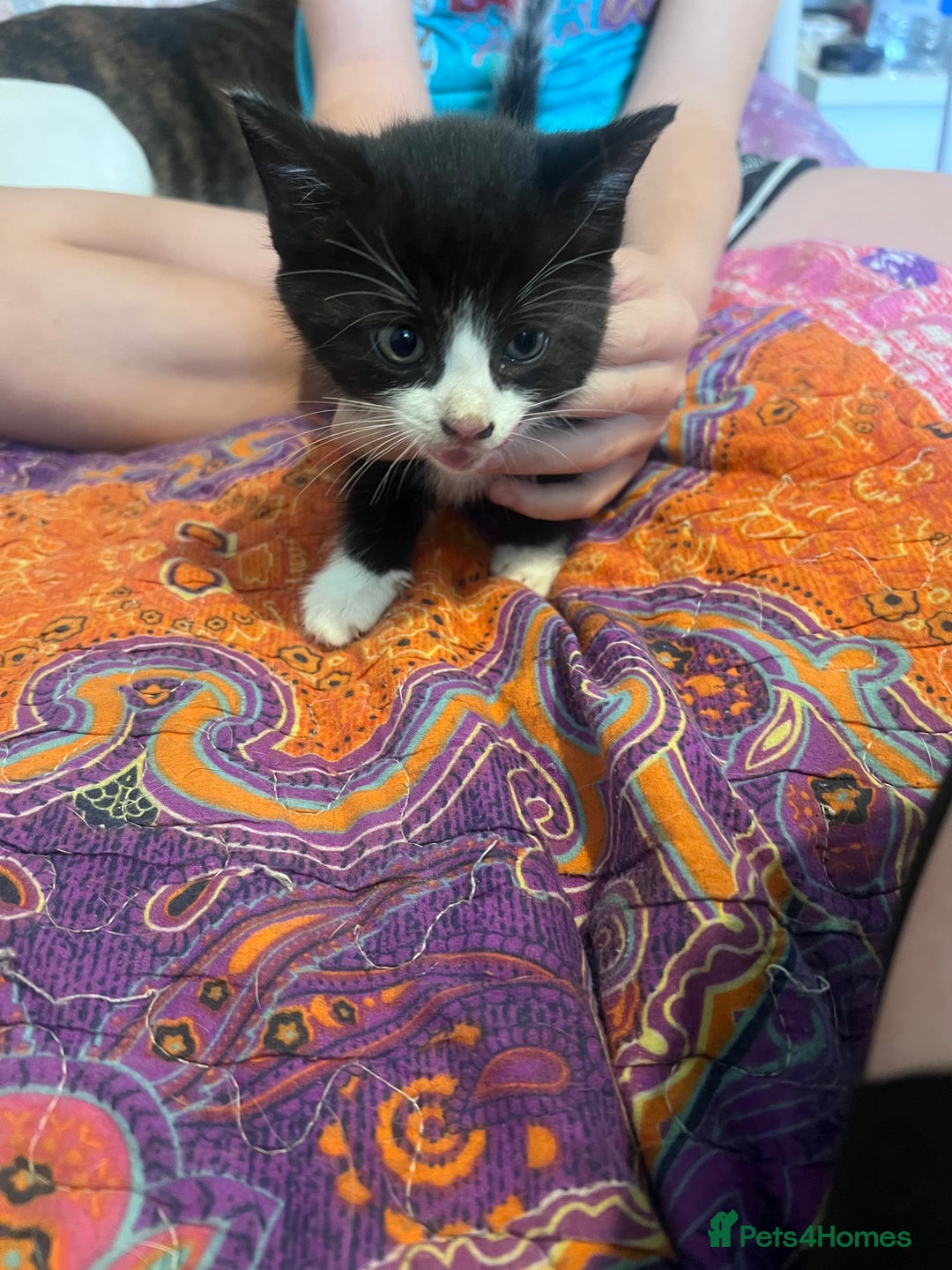 Mixed Breed cats for sale: Kittens  - Image 14