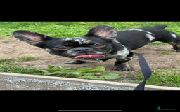 French Bulldog dogs for sale: Rare Blue merle French Bulldog  - Image 1