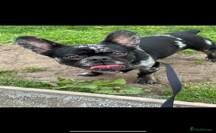 French Bulldog dogs - Advert 1