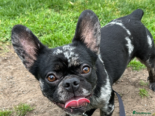 French Bulldog dogs - Advert 9