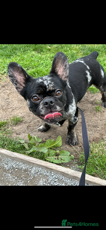 French Bulldog dogs - Advert 4