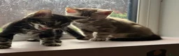 Bengal cats for sale: Rare Bengal colours - 3 Girls  - Advert 5