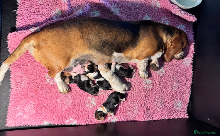Basset Hound dogs - Advert 1