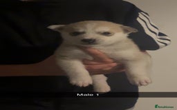 Siberian Husky dogs for sale: Beautiful husky pups 🔥 only 3 male pups left 🔥 - Advert 15