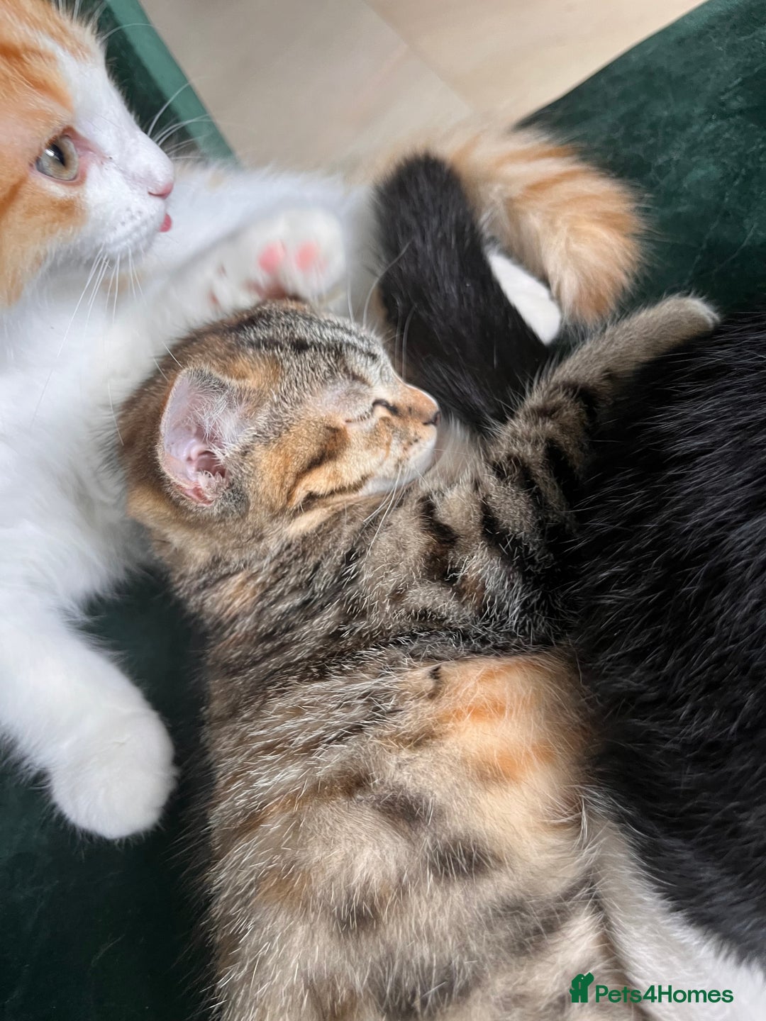 Mixed Breed cats for sale: Adorable Kittens Looking for Their Forever Homes - Image 7
