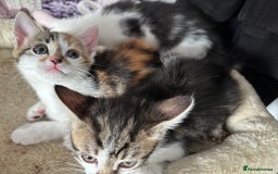 Mixed Breed cats for sale: Beautiful loving kittens  - Image 6